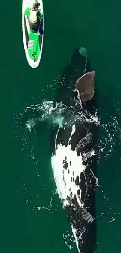 Paddleboarder and whale on tranquil teal sea.