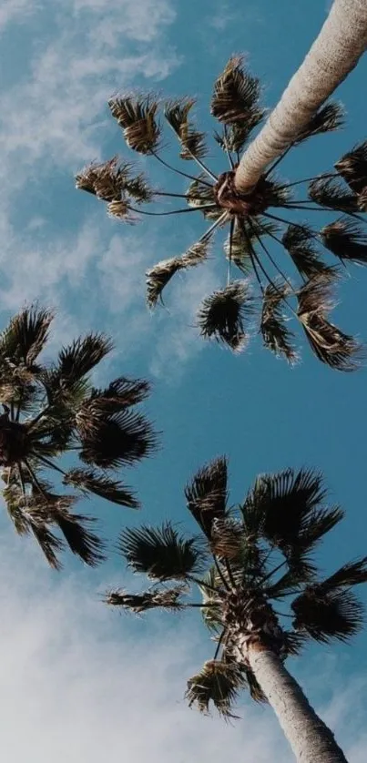 Palm trees against a blue sky, creating a tranquil and tropical iPhone wallpaper.