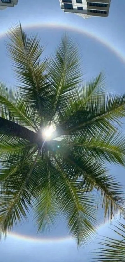 Tropical palm tree with sun halo against a blue sky.