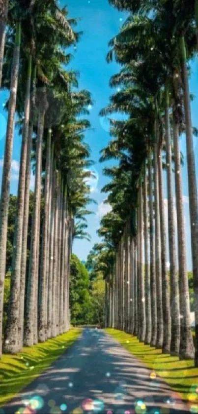 Avenue with tall palm trees and blue sky, perfect for mobile wallpaper.