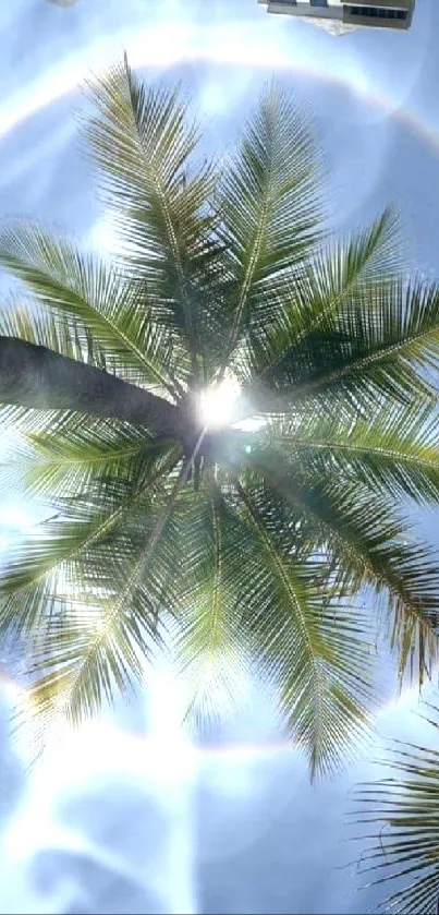 A palm tree with a halo effect under a bright blue sky.