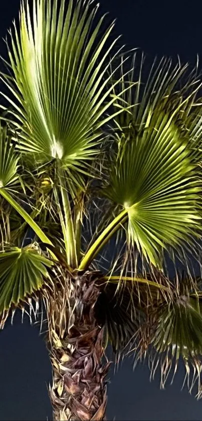 Palm tree lit against a starry night sky, perfect for calm mobile wallpaper.