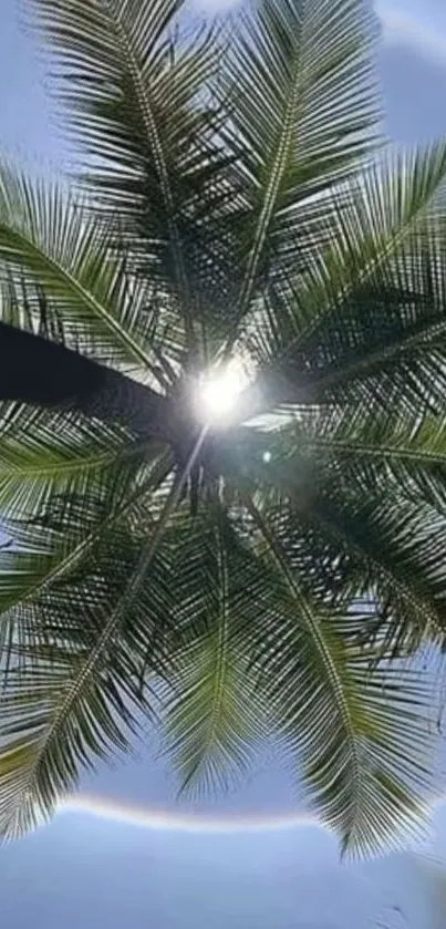 Palm tree silhouette against a bright sun halo in a blue sky.