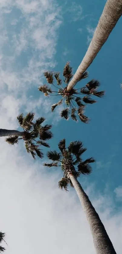 Tall palm trees stretching into a bright blue sky.