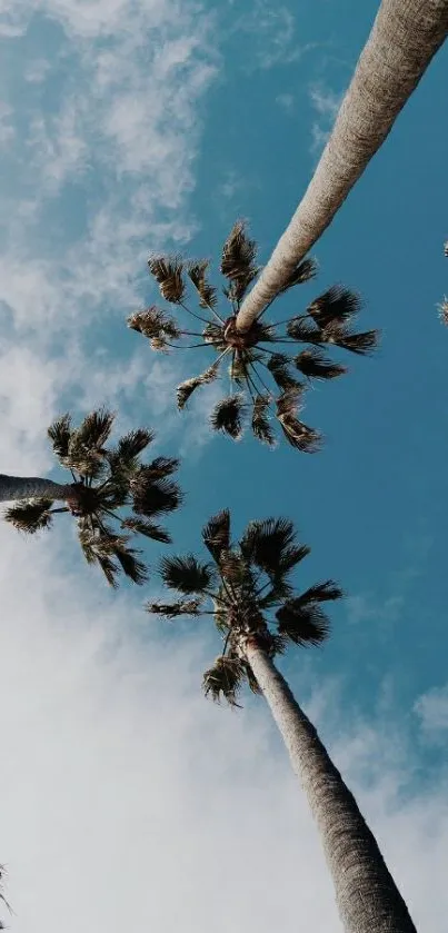 Palm trees reaching into a clear blue sky.