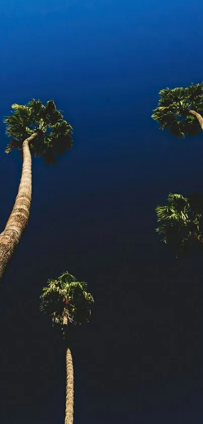 Tall palm trees silhouetted against a rich navy blue sky.