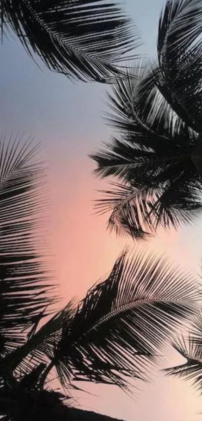 Silhouetted palm trees against a pink sunset sky.