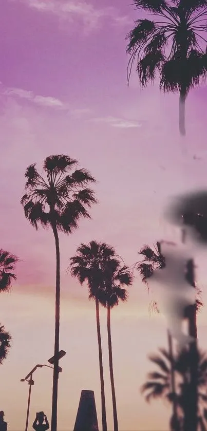 Silhouetted palm trees against a purple sunset sky wallpaper.