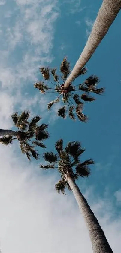 Skyward view of palm trees under a peaceful blue sky.