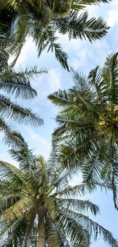 Looking up at palm trees with a bright blue sky in the background.