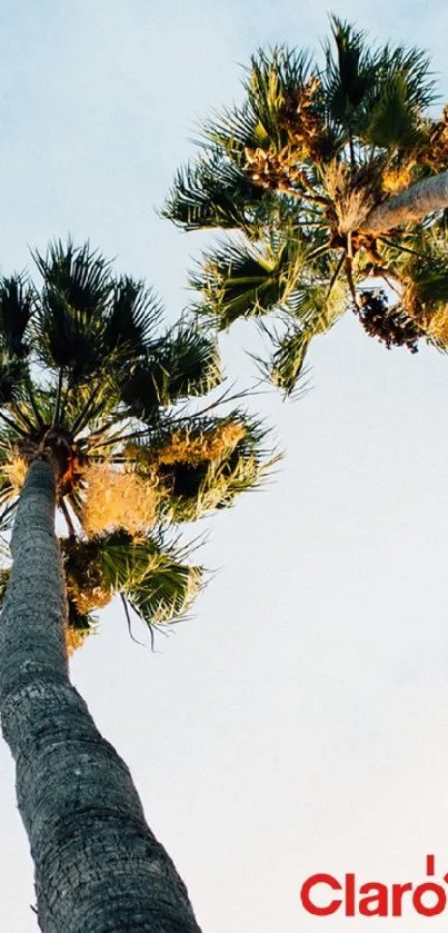 Tall palm trees with blue sky background.