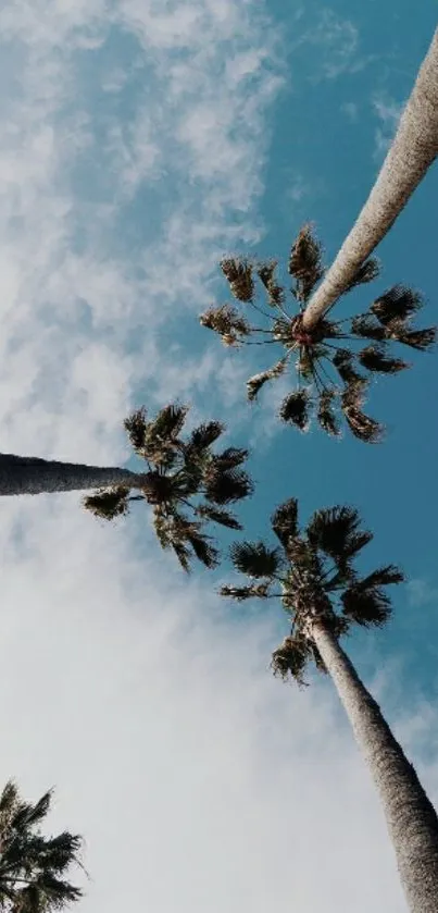 Tall palm trees against a blue sky wallpaper.