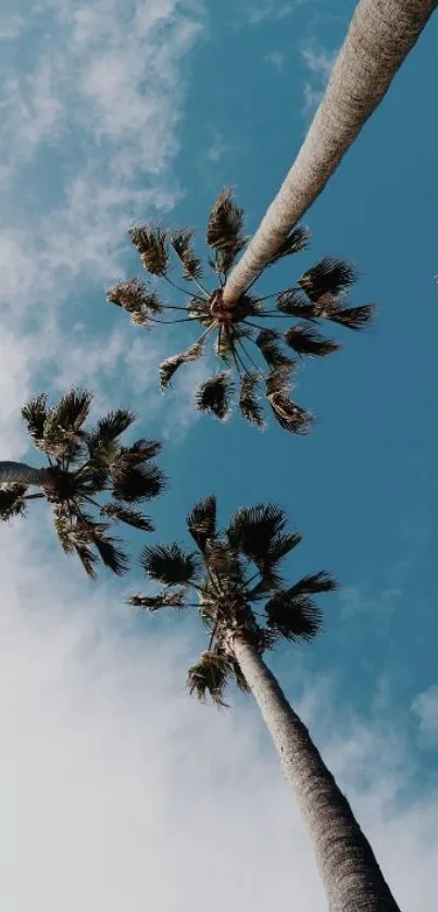 Palm trees stretch towards a clear blue sky, creating a tranquil scene.