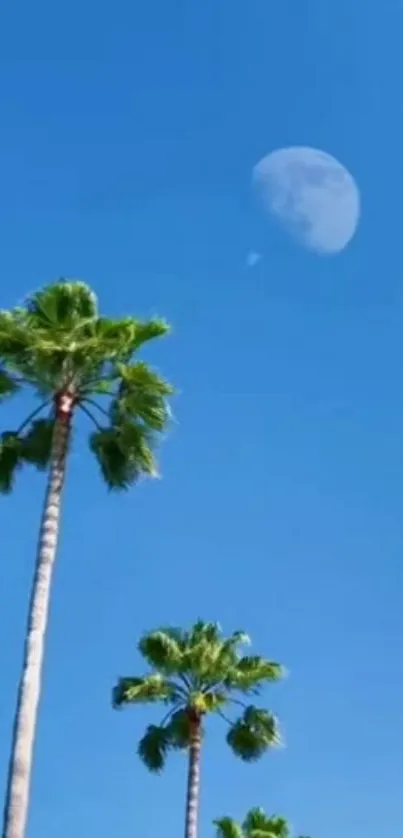 Palm trees with moon in a clear blue sky wallpaper.