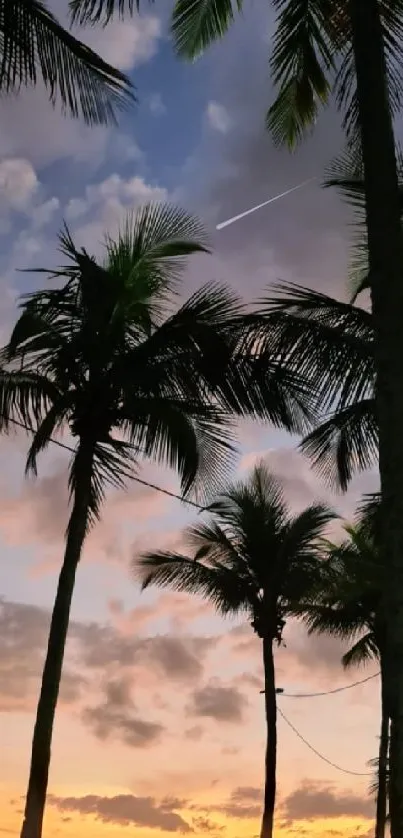 Silhouetted palm trees against a vibrant sunset sky on a tranquil beach.