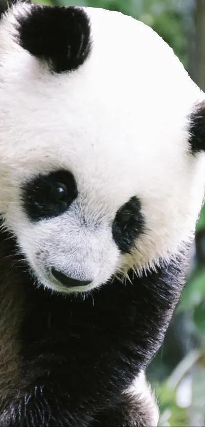 Panda Carnivore Organism Live Wallpaper