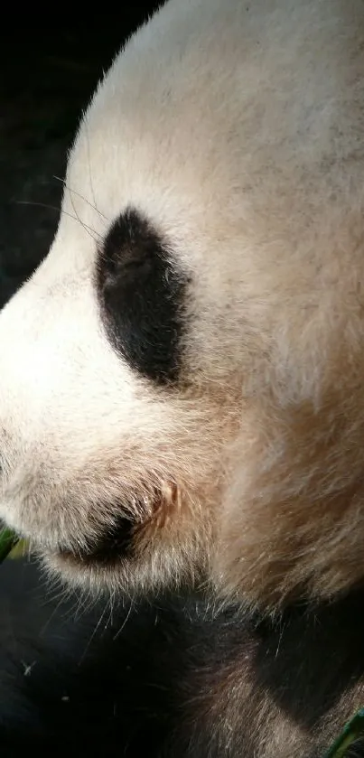 Panda Carnivore Whiskers Live Wallpaper