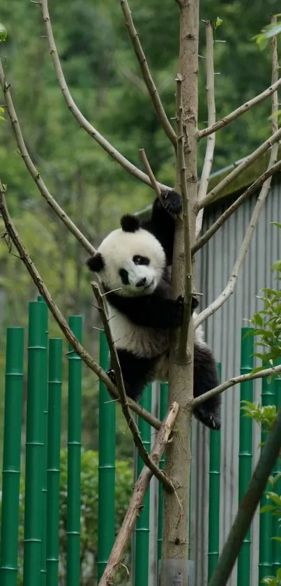 Panda climbs in a bamboo forest, surrounded by lush greenery.