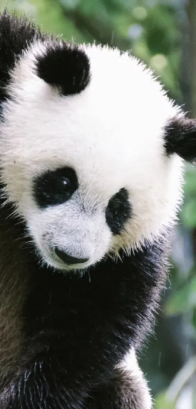 Panda climbing a tree with lush green forest background.