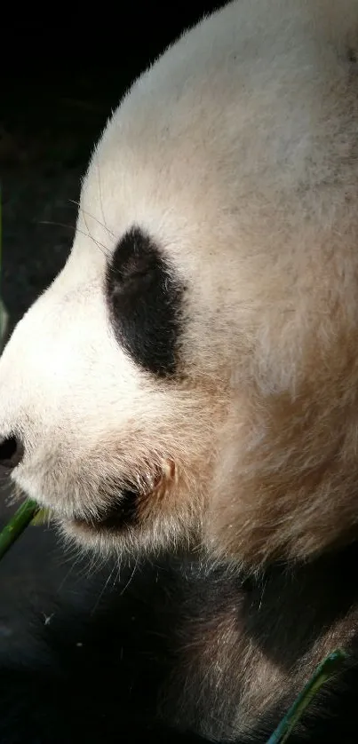 Close-up of a panda eating bamboo, set against a natural background.