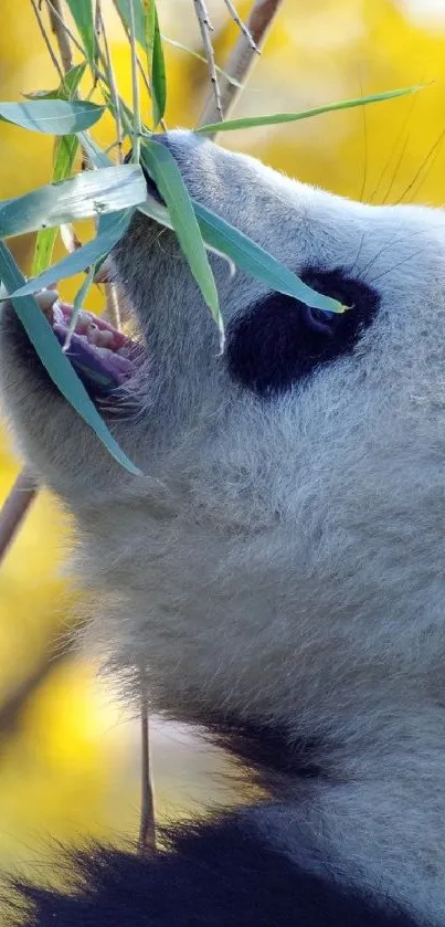 Panda eating bamboo with a vibrant yellow backdrop.
