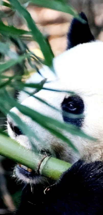 Panda eating bamboo amidst lush greenery, perfect for phone wallpaper.