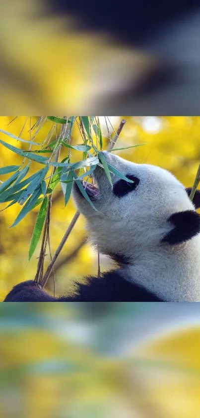 Panda eating bamboo in a golden forest setting.