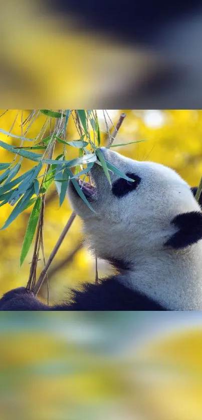 Panda eating bamboo with a bright yellow background.