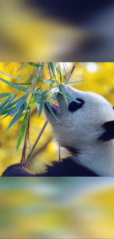 A panda bear enjoying bamboo in a sunlit forest background.