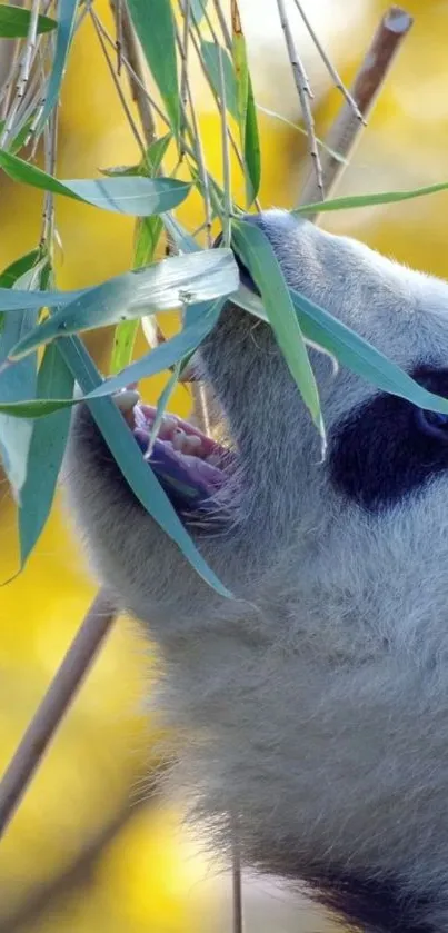 Panda peacefully eating bamboo amongst yellow foliage.