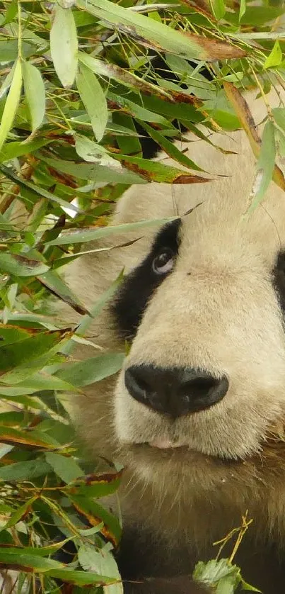 Panda nestled in bamboo with lush green background.