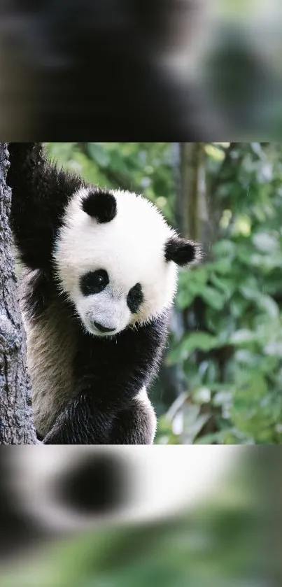 Panda peeking from tree in lush green forest wallpaper.