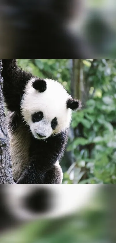 A panda climbing a tree in a lush green forest.