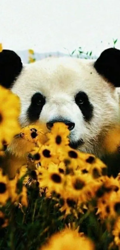 Cute panda peeking through vibrant yellow sunflowers.