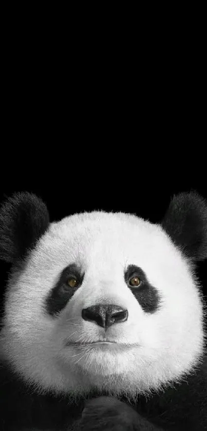 Black and white panda portrait with black background.