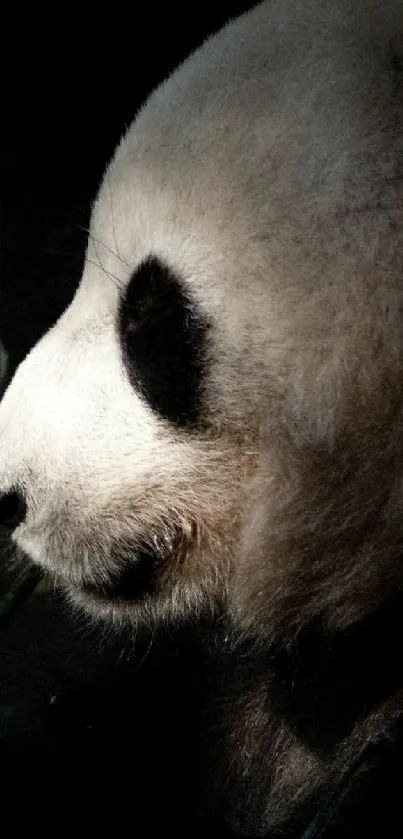 Profile view of a panda with gentle lighting in a natural setting.