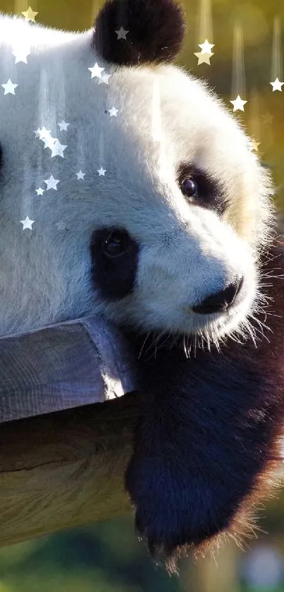 Panda lying on wooden platform in a sunny forest setting.