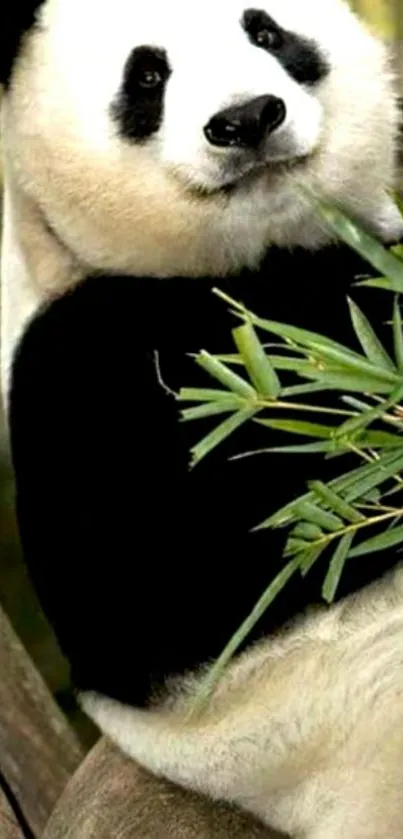 Cute panda munching bamboo in a serene forest setting.