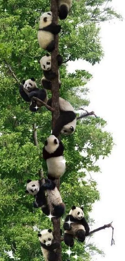 Pandas climbing a tree in lush greenery wallpaper