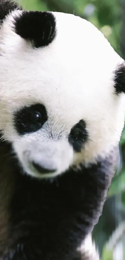 Panda Vertebrate Carnivore Live Wallpaper