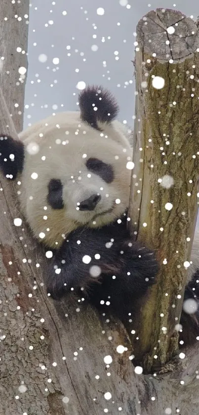 Panda relaxing on a tree with falling snow in a serene winter setting.