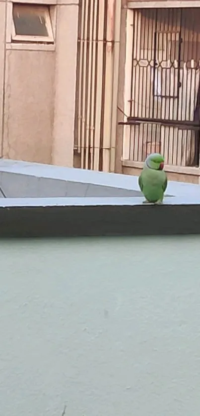 Green parakeet perched on balcony wall in urban setting.