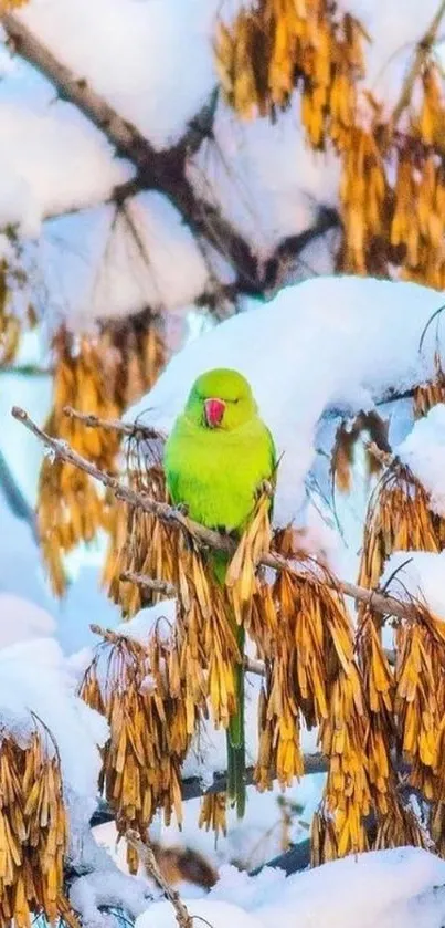 Green parrot on snow-covered branch with rustic foliage.