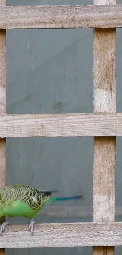 Green parrot on a brown wooden lattice background.