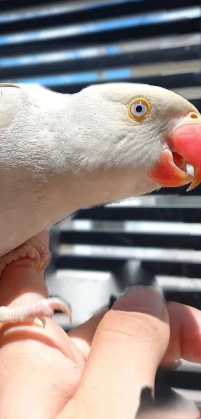 Close-up of a parrot perched in natural sunlight.