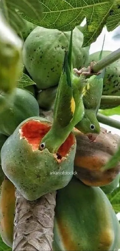 Green parrots on a papaya tree with ripe fruits and lush leaves, vibrant mobile wallpaper.