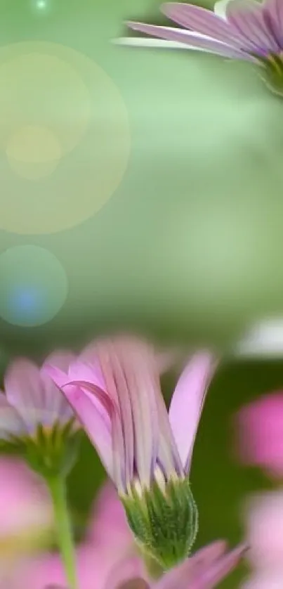 Pastel flowers with blurred green background creating a serene mobile wallpaper.