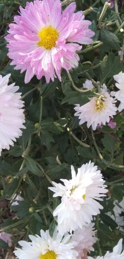 Pastel purple and white chrysanthemums in bloom.