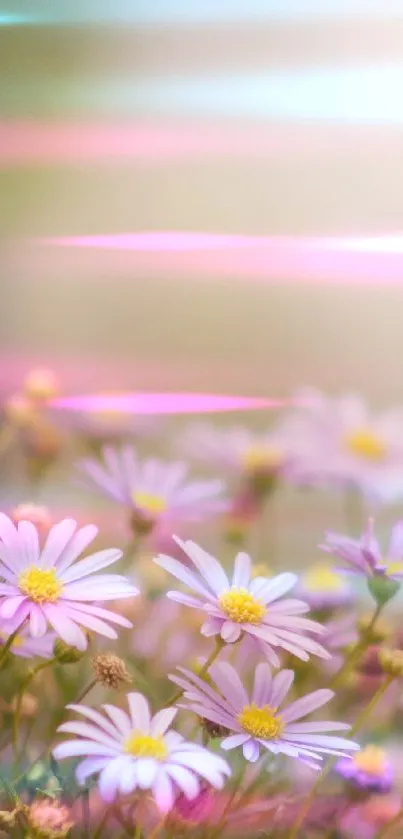 Serene wallpaper featuring pastel daisies in soft pink hues with a gentle bokeh background.