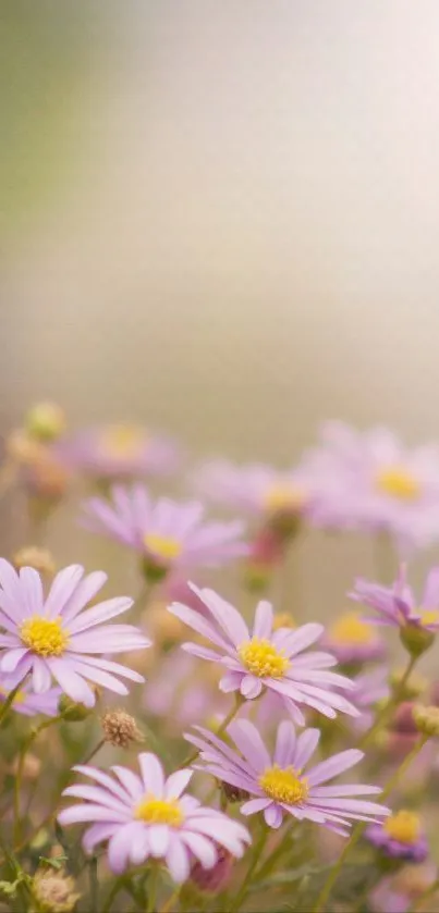 Pastel pink daisies with soft green and bokeh background.